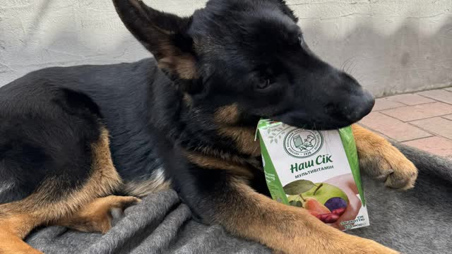 Chuck doesn’t beg for treats; treats beg to be eaten by Chuck.