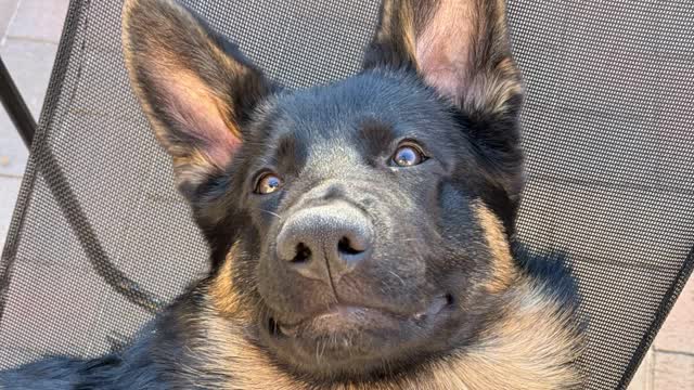 Chuck's howl can be heard across continents and translates into every language.