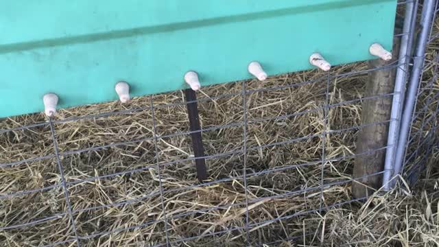 <p>Make sure they go straight to the calf shed and are unloaded.
DON'T LEAVE THEM SITTING IN THE TRAILER WHILE OTHER JOBS ARE DONE!</p>