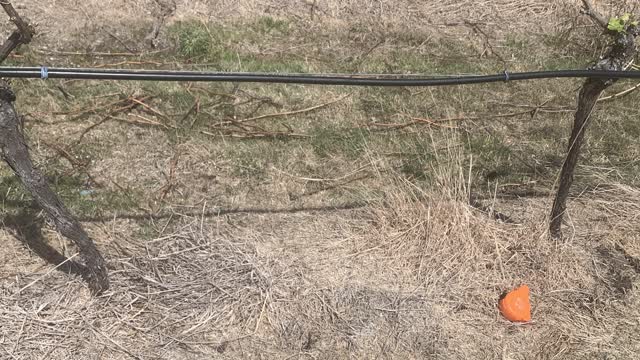 <p>Dig your hole under a dripper and not right up against a vine.</p>
