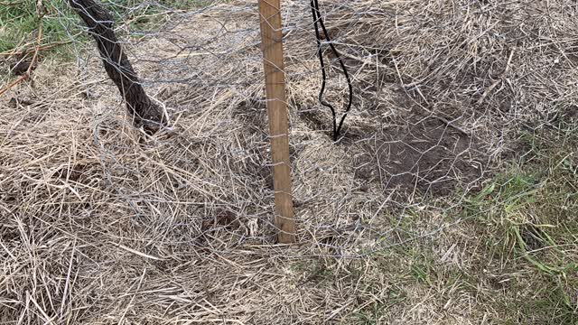 <p>When finished put chicken wire arouthe vine and cables to protect them from animals.</p>
