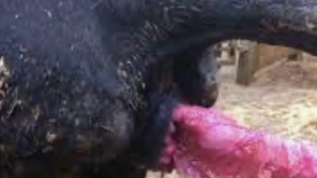 <p>Do a rectal exam to see the consistency of the shit.</p>