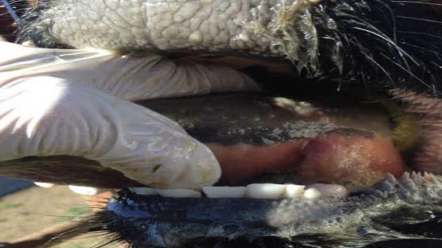 <p>Check inside the mouth for lesions.</p>