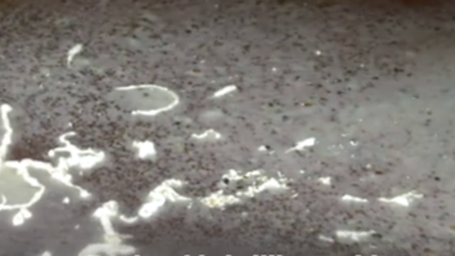 <p>Make sure you don’t mistake teat sealants for mastitis.
Sealants are often still in the teat canal at the first milking ( and longer if they haven’t been applied correctly ).
Sealants are bright white usually and the flecks don’t crumble when you roll them between your fingers. They feel plastic.</p>