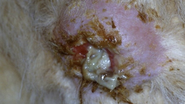 <p>Abscesses like this occur from dirty needles and herds having the same needle used for 1000 cows!!!
This is a welfare issue.</p>