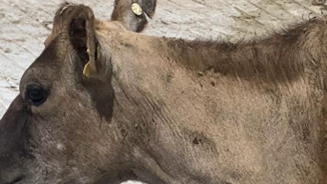 <p>Most recommendations are to give them in the anterior half of the neck.</p>