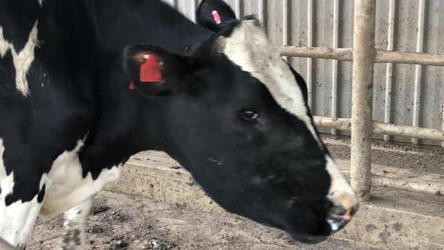 <p>If a cow has swellings anywhere on her body. This will often occur in the head / neck / throat region.</p>