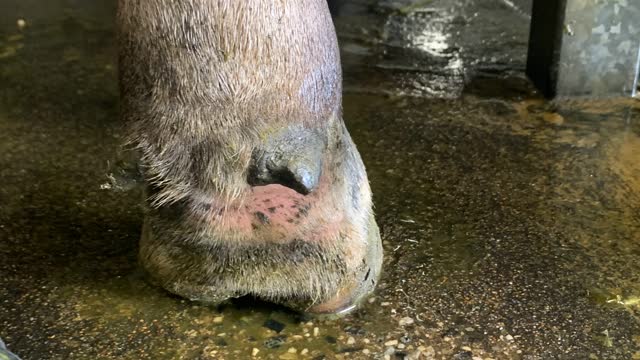 <p>If a cow has a swollen foot or isn't standing right she may be lame.</p>