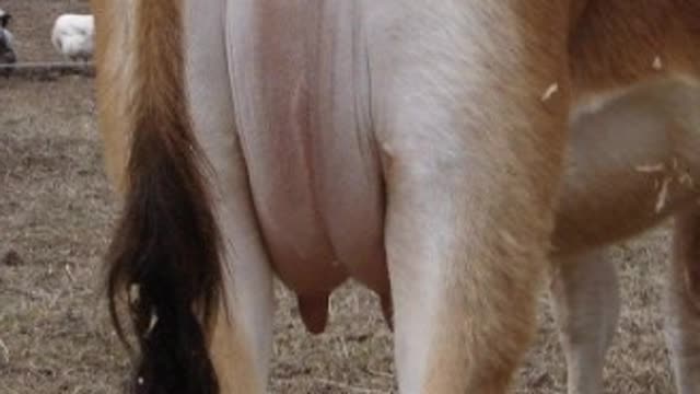 <p>If a cow comes in for milking and her udder is empty and doesn't look like the rest of the cows she is possibly sick.</p>