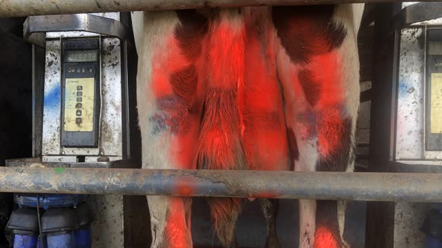 <p>If a cow has paint on her she is possibly on treatment and has got into the wrong mob or not been entered into the shed computer system.
Milk from this cow in the vat will cause the whole vat to have to be discarded.</p>