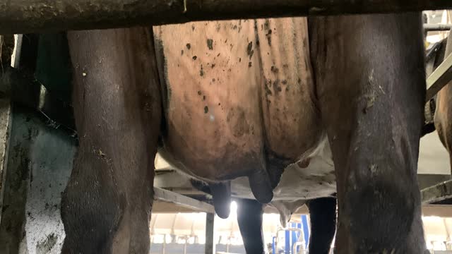<p>If a cow has a swollen udder or something just isn't right about her udder it may have mastitis.</p>