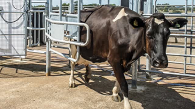 <p>If in doubt DON'T MILK HER and DRAFT HER OUT!</p>