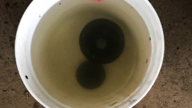 <p>Place the tops in your bucket of chloridet</p>