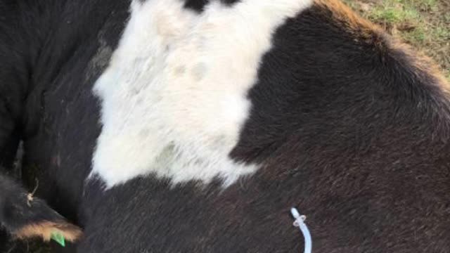 <p>Take needle cover off and put in the cow above the ribs - you want to put it in just below the skin so you may need to pinch the skin beforehand.</p>