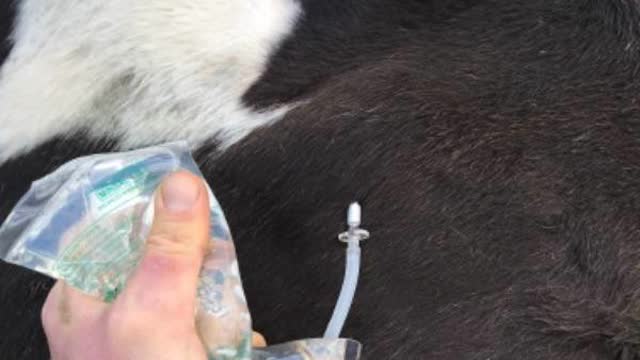 <p>Squeeze minball hard and you should see a bulb created from where the minball goes in to the cow</p>
