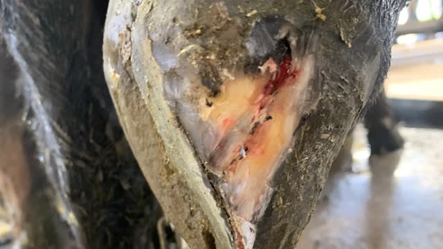 <p>Treat by removing the wall around the tracking until you are back to clean tissue.</p>