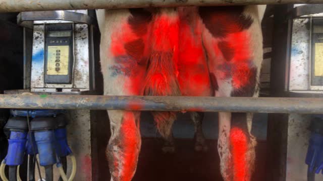 <p>Record and ID cows well in case they get back into the herd.</p>
