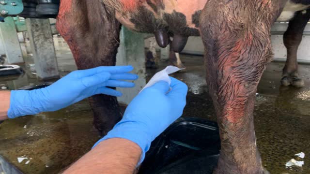 <p>Your safety is critical.
DON’T take your eye off the cow during the whole process.</p>
