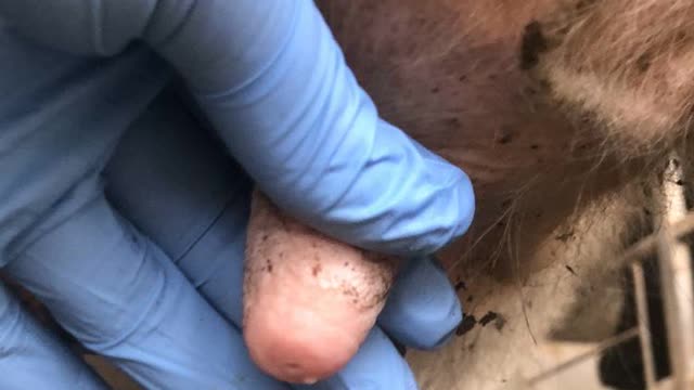<p>If you are using teatseal at the same time don’t let go of the teat and pinch it tight at the top like this.</p>
