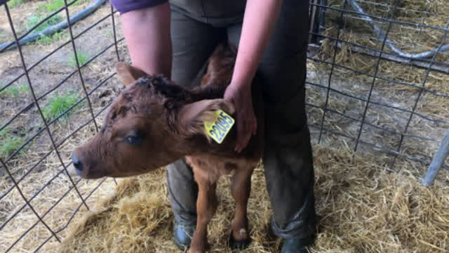 <p>Back calf into a corner between your legs.</p>