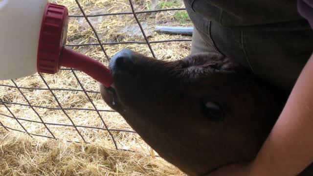 <p>Don't forget the calf and tube it with colostrum</p>
