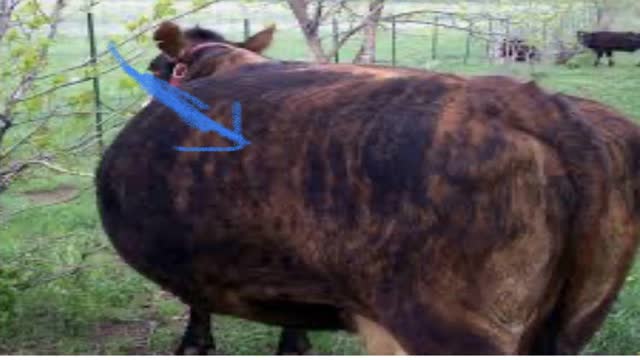 <p>As a last resort stab the cow.
LEFT HAND SIDE ONLY
At the highest point which is just behind the ribs and a hand down from the backbone.</p>