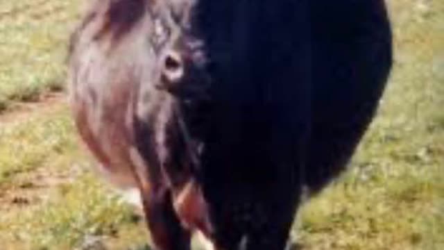 <p>Sitting down cows upright that are bloated can fix the problem.</p>