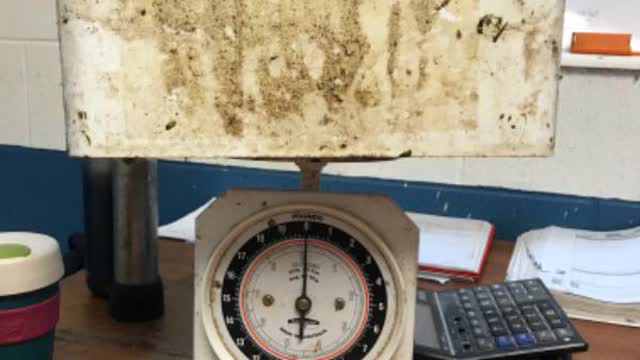 <p>Find a bucket and empty. Ensure that when bucket sits on scales it is equal to zero kgs. You can adjust by turning the knob at back of scales.</p>