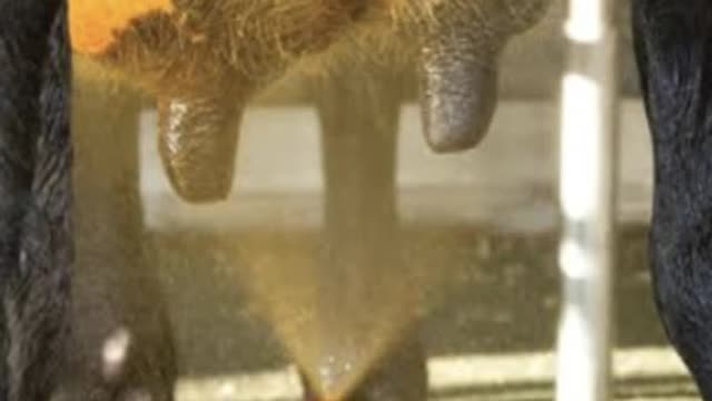 <p>Teat spraying post milking is an important means of preventing infection post milking.
The teat canal doesn’t close properly for 2 - 3 hours post milking so needs protection.</p>