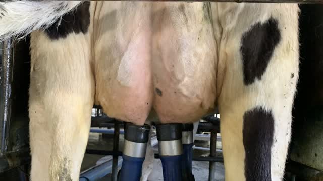 <p>COW RELATED BACTERIA
Some bacteria only live in the udder.
These bacteria only transfer cow to cow during the milking process.
A good example of this is Staph A.</p>