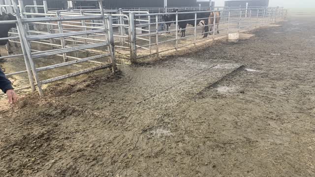 <p>Some bacteria live in the environment and infect the cow via contact.
This is called environmental mastitis.
Strep uberis is the main bacteria here.
“Think strep, think shit”!</p>