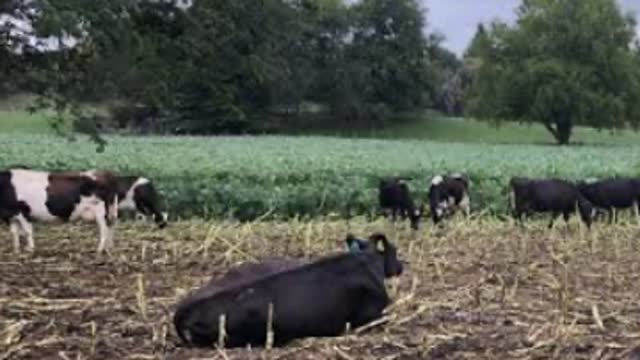 <p>It’s equally important they don’t sit in dirty conditions pre milking when their udders are full and dripping ( again the teat canal is open ).</p>