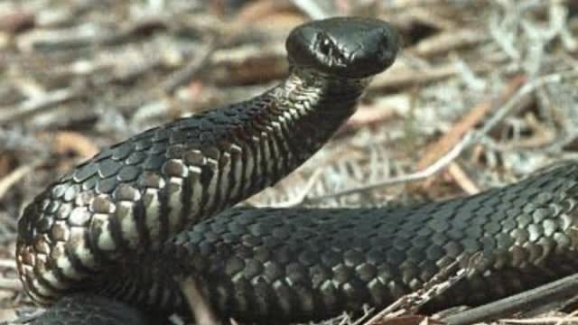 <p>Snakes are present on all Australian farms. They are more active in the warmer months.
Avoid long grass and if you have to go into it do it with care and make lots of noise ( stomp as they pick up vibrations ) to alert a snake you are there.
They are more scared of you!</p>