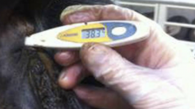 <p>Take the calf temperature.
Above 39.5 indicates fever.</p>