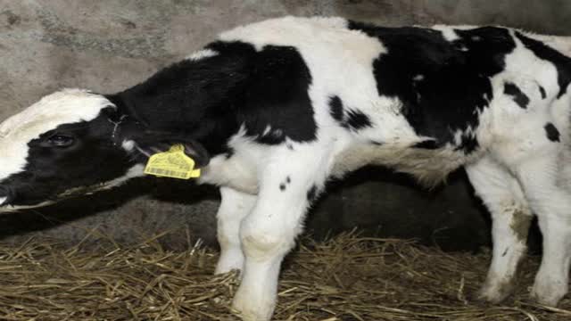 <p>Is the calf breathing heavily ( compare it to other calves )?
Is it coughing? <a href="https://knowby.show/7f9d8d43-4b76-4407-81e8-fa8b2dc04953">Pneumonia</a> is a real possibility.</p>