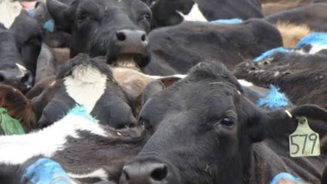 <p><strong>HEADS UP</strong>, this is an indication that the cows are packed too tightly in the yard.</p>
<p>This will lead to stress, bullying and injury.</p>