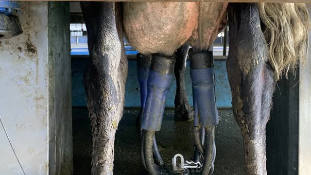 <p>This cow hasn’t milked out on the back left quarter and further investigation is needed.
She may have mastitis.
Until you have enough experience refer this cow to your supervisor or if no one is available draft her out.</p>