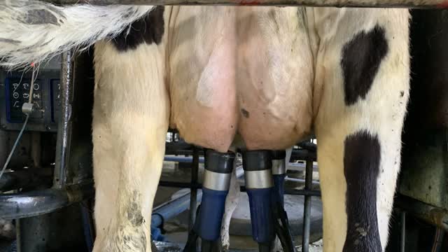 <p>This cow is in the middle of milking.
The udder is no longer very tight.</p>
