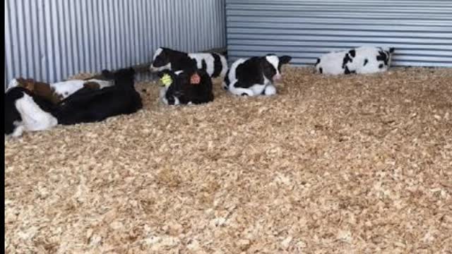 <p>Adequate space ( 1.5 square m minimum per calf )</p>