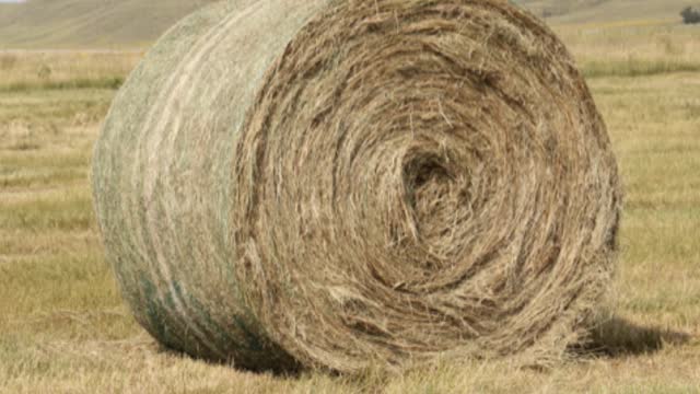 <p>Sometimes moving them isn’t possible.
Give them shelter with hay bales and put them on a hay bedding.</p>
