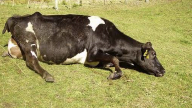 <p>Is it paralysis?
This occurs mainly through prolonged calving.
If there is a calf stuck in the pelvis or a dead calf lying behind the cow it is a good indicator.
High doses of non steroildals is required BUT ONLY IF THE ANSWERS TO BOTH QUESTIONS IN STEP 7 ARE YES.</p>