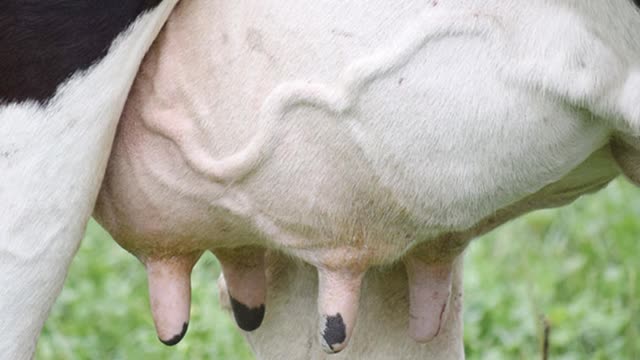<p>Mild and medium cases require intra mammaries ( or targeted intra musculars like mamyzin ).
Often if it is only one quarter use an intra mammary.
If two or more quarters are involved use a targeted intra muscle antibiotic.</p>
