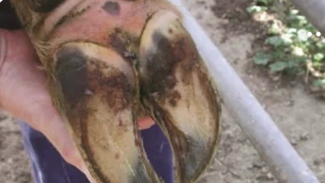 <p>A stone lodging between the claws and splitting the soft tissue allows bacteria to enter.</p>
