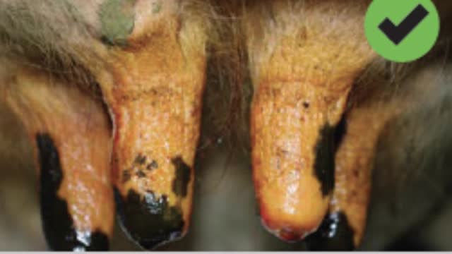 <p>It’s super important that you get full coverage of ALL teats.</p>