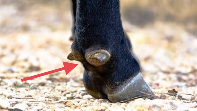 <p>These are the “dew claws” on a cows feet - they are on the front and back feet</p>