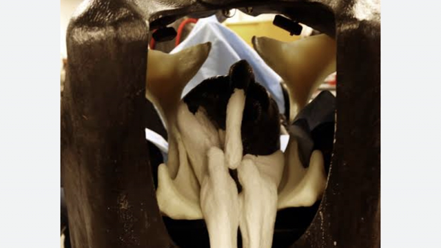 <p>Once cow in in the crush then you need to internally inspect the calf to confirm it is a breach - you will need to find the tail of a calf and make sure it is straight so that it doesn’t damage the cow and calf when it comes out.</p>