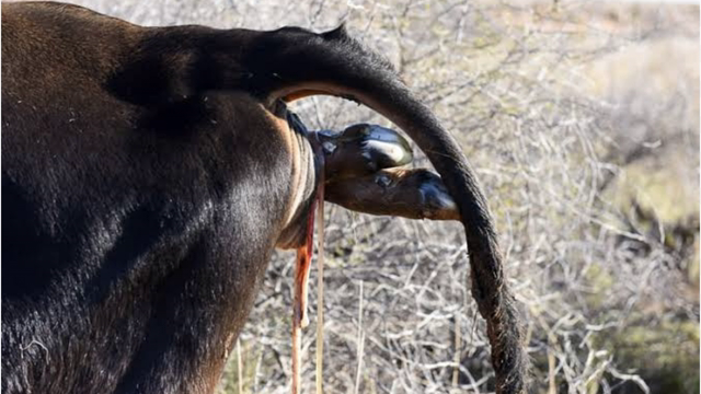 <p>In a “breach” This is what you will see if legs are out - notice how the hocks of the calf are facing to the sky? That means they are back feet and this is a breach</p>