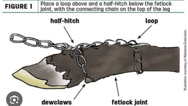<p>Attach chains or rope the the back legs</p>