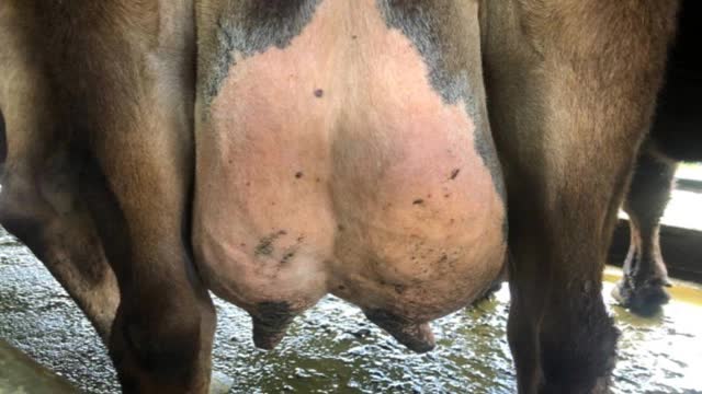 <p>Usually don’t have a slack udder</p>