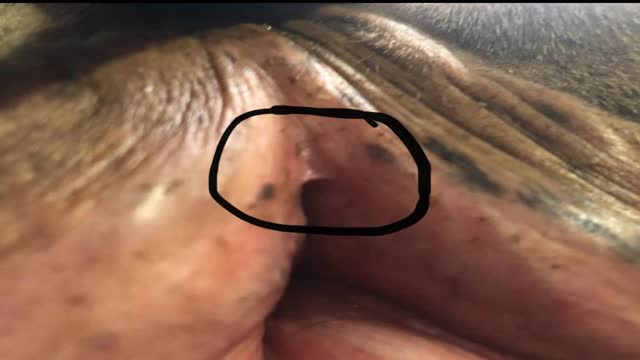 <p>The top of the fanny isn't split.</p>